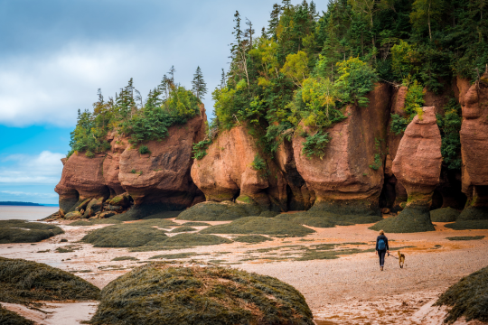 Adult woman walking her dog in New Brunswick’s Hopewell Rocks Provincial Park.